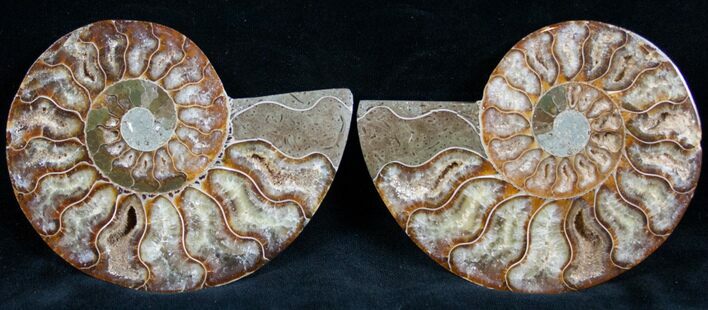 Cut and Polished Ammonite Pair #7328